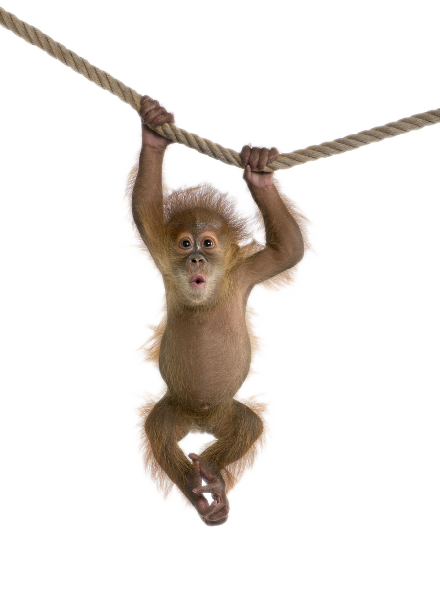 baby monkey swinging on rope png #19059