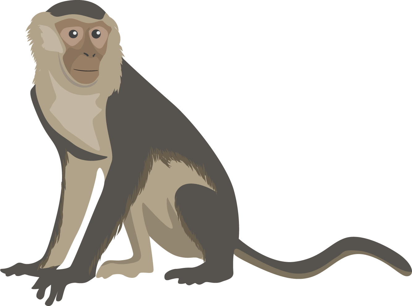 grey monkey clipart #19152