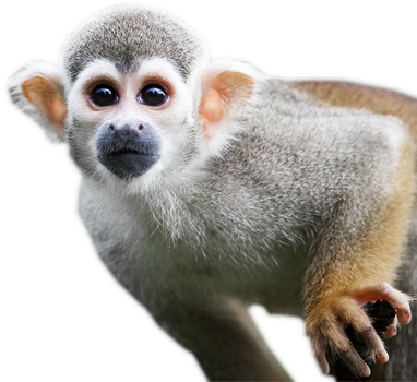 monkey Curious transparent free download #19155