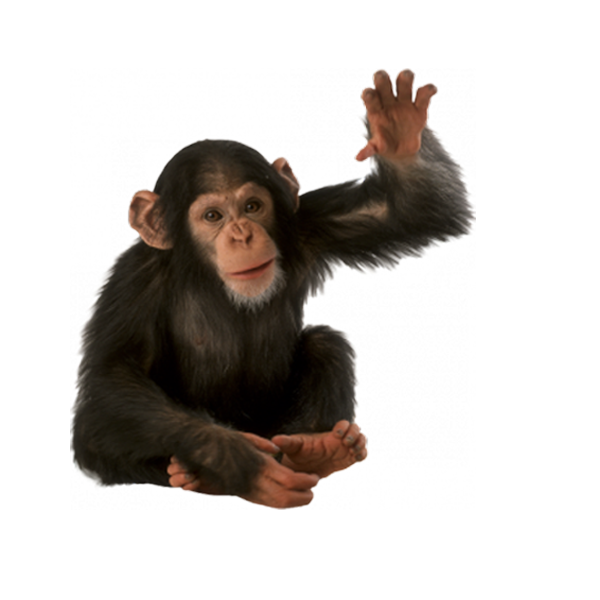 monkey saying hello transparent image #19071