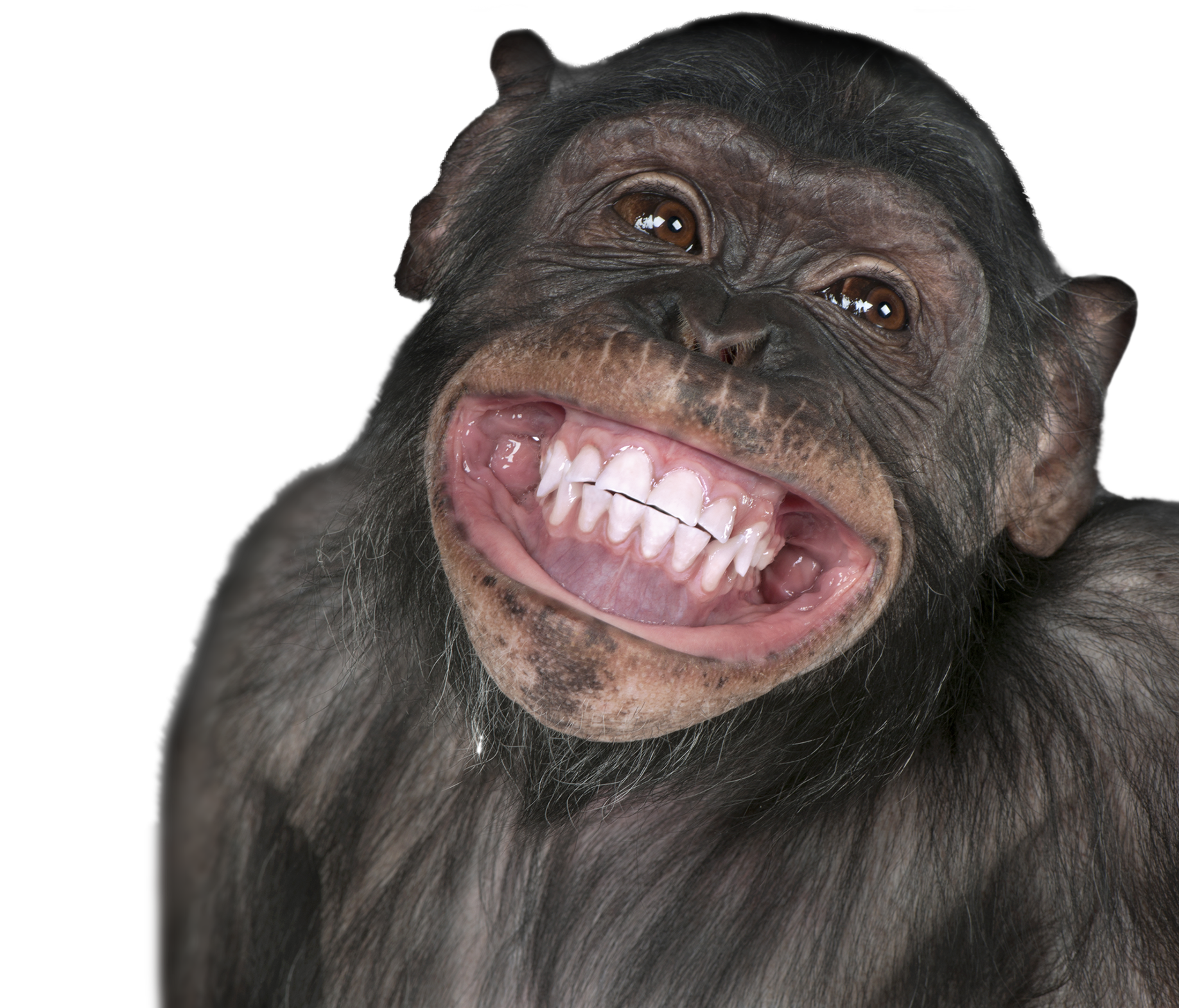 monkey smiling meme #19158