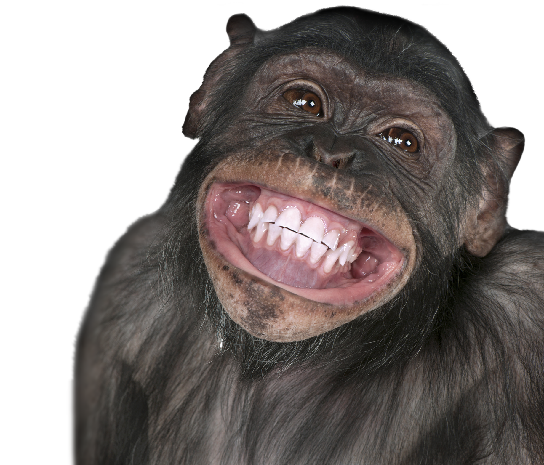 Monkey Transparent PNG | Baby, Cute, Cartoon Monkey Clean Background