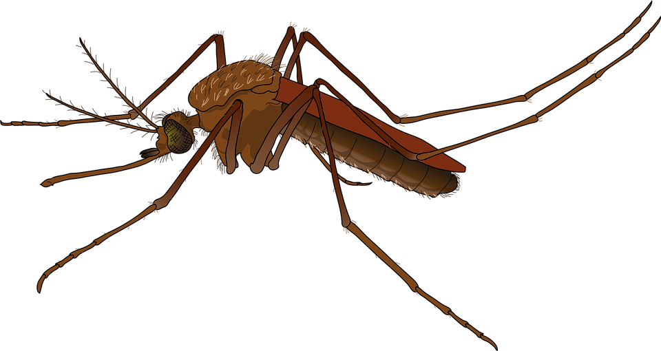 brazil health mosquito vector graphic #8911