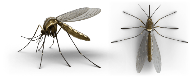 mosquito images download #8915