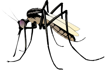 mosquito transparent images download clipart #8926