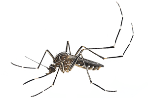 mosquito transparent images only #8924