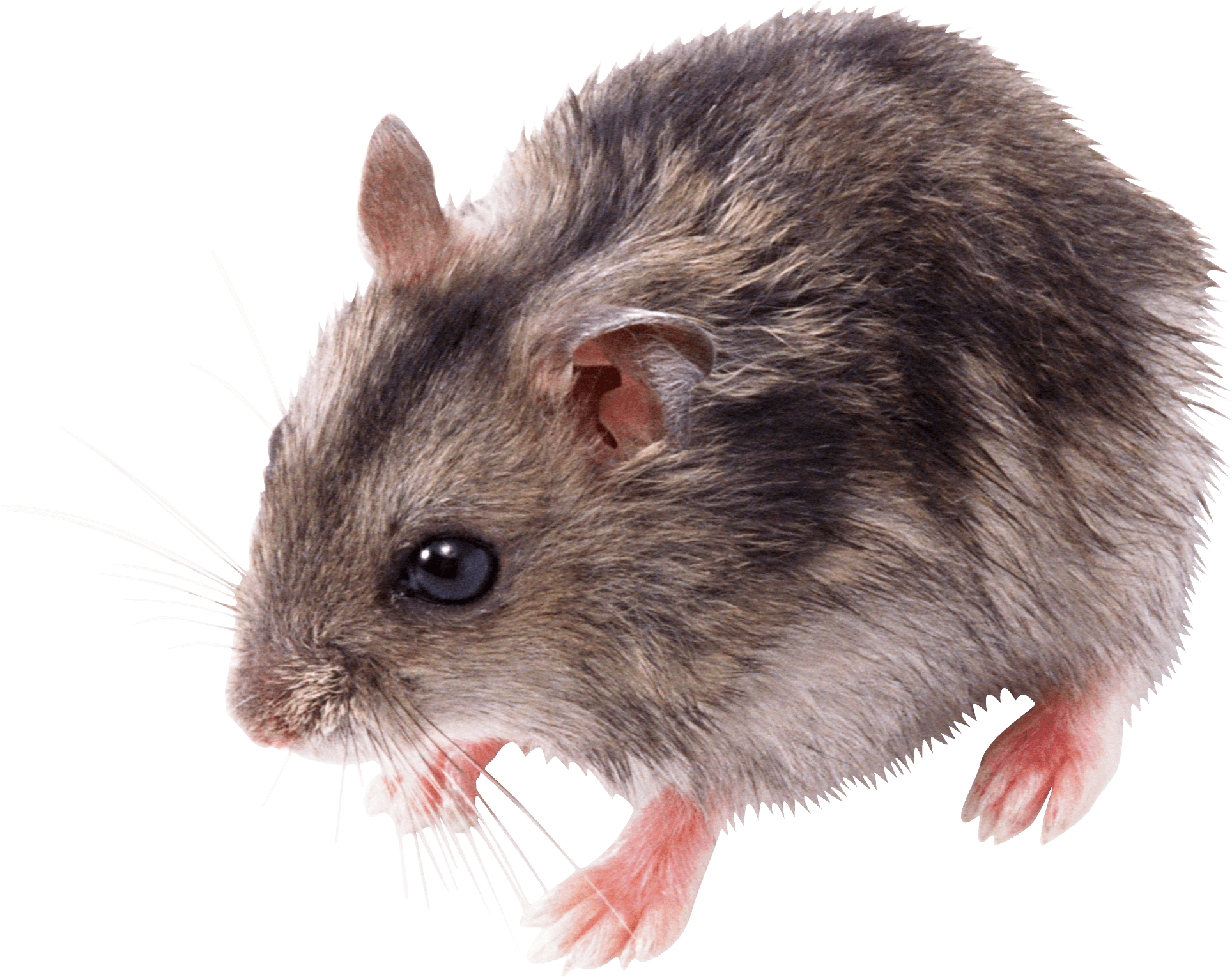 cute small mouse transparent png stickpng #23129