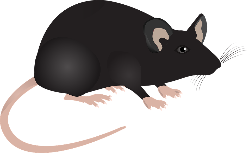 lab mouse science vector graphic pixabay #23062