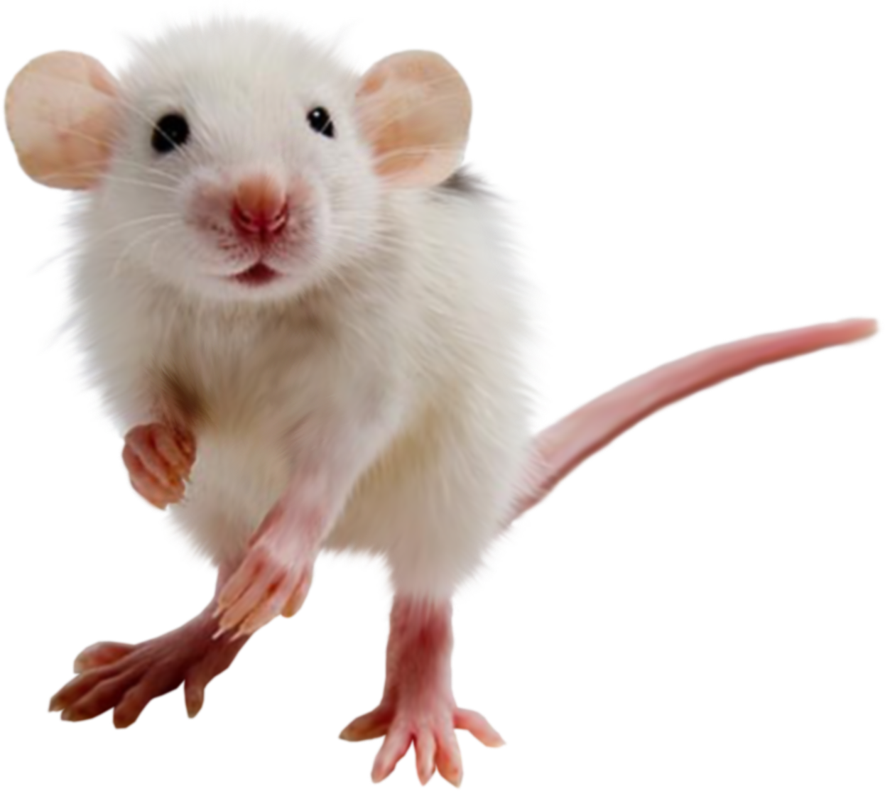 mouse png #23102