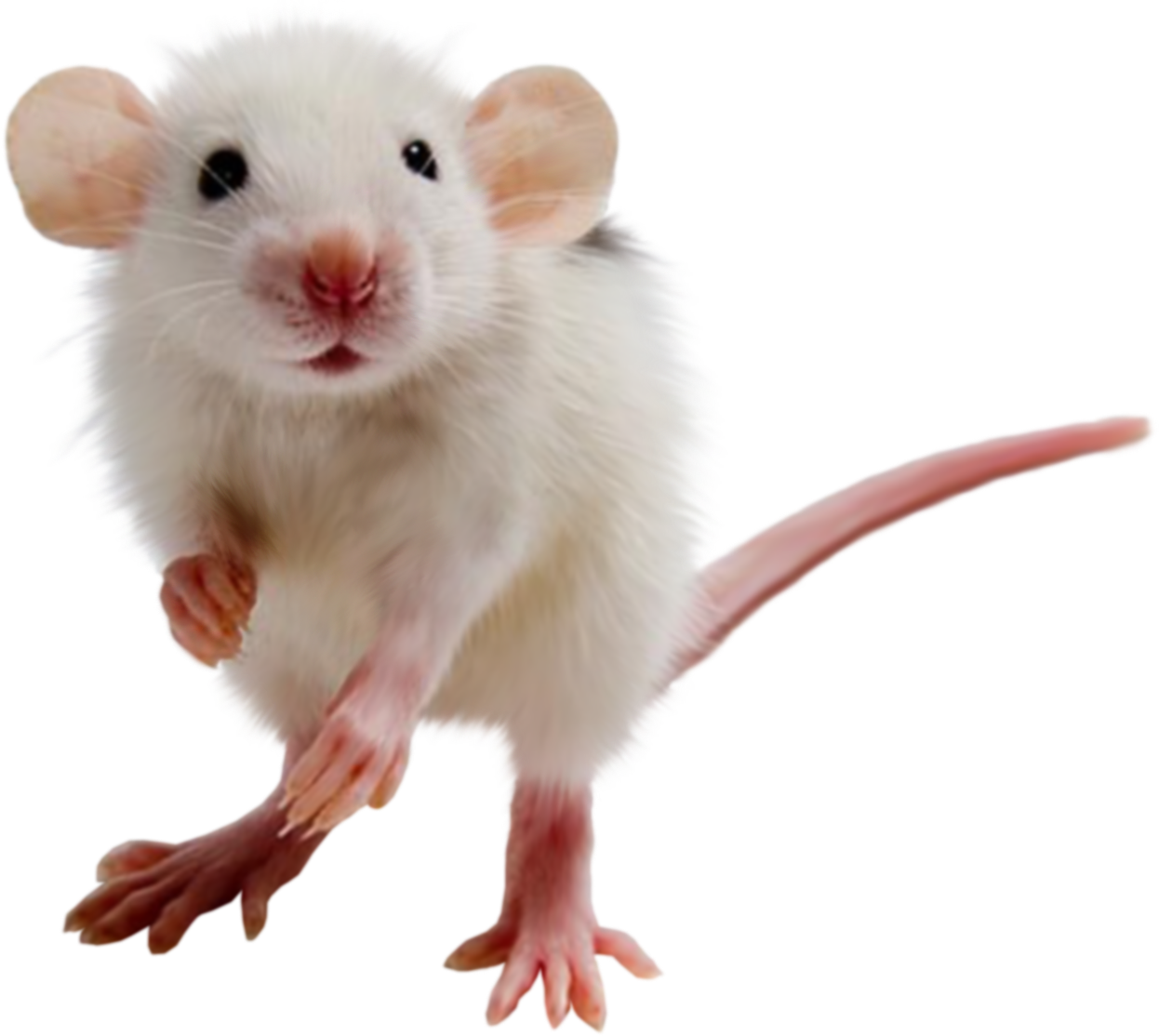 Mouse PNG, Mouse Cursor, Computer Mouse Clipart Download - Free