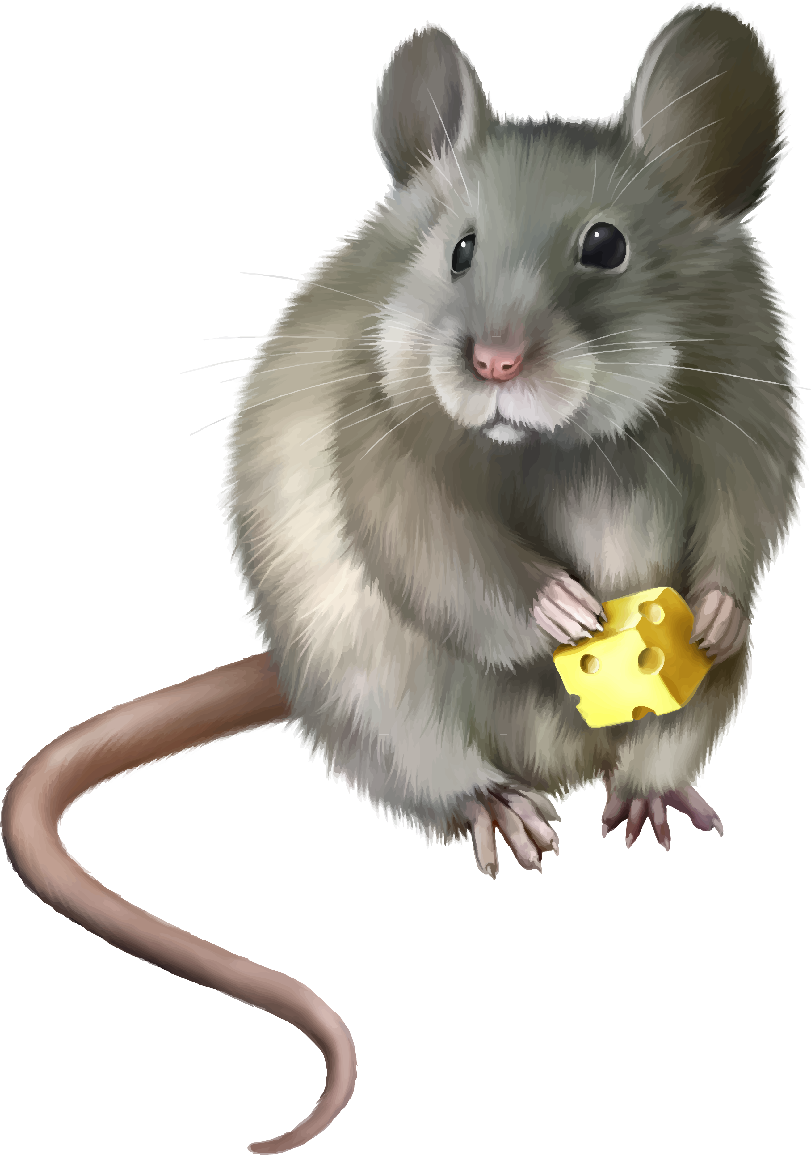 mouse png #23044