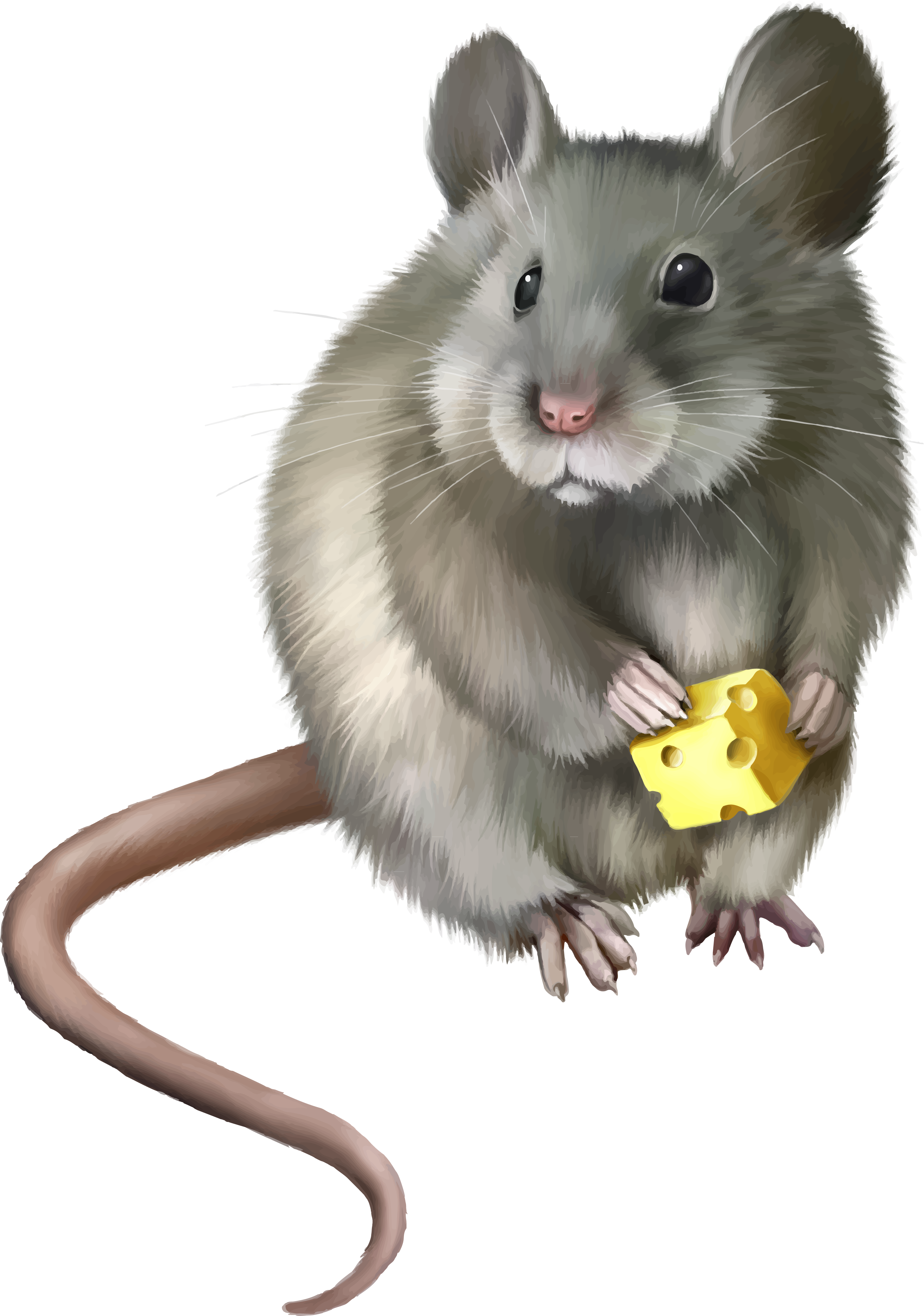 Mouse PNG, Mouse Cursor, Computer Mouse Clipart Download - Free