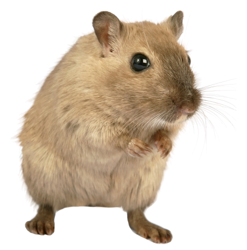 rat mouse png transparent image pngpix #23069