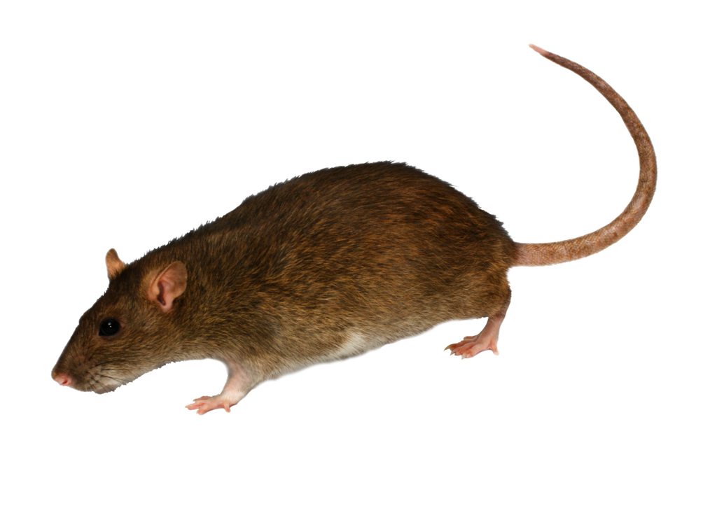 rat mouse png transparent rat mouse images pluspng #23140