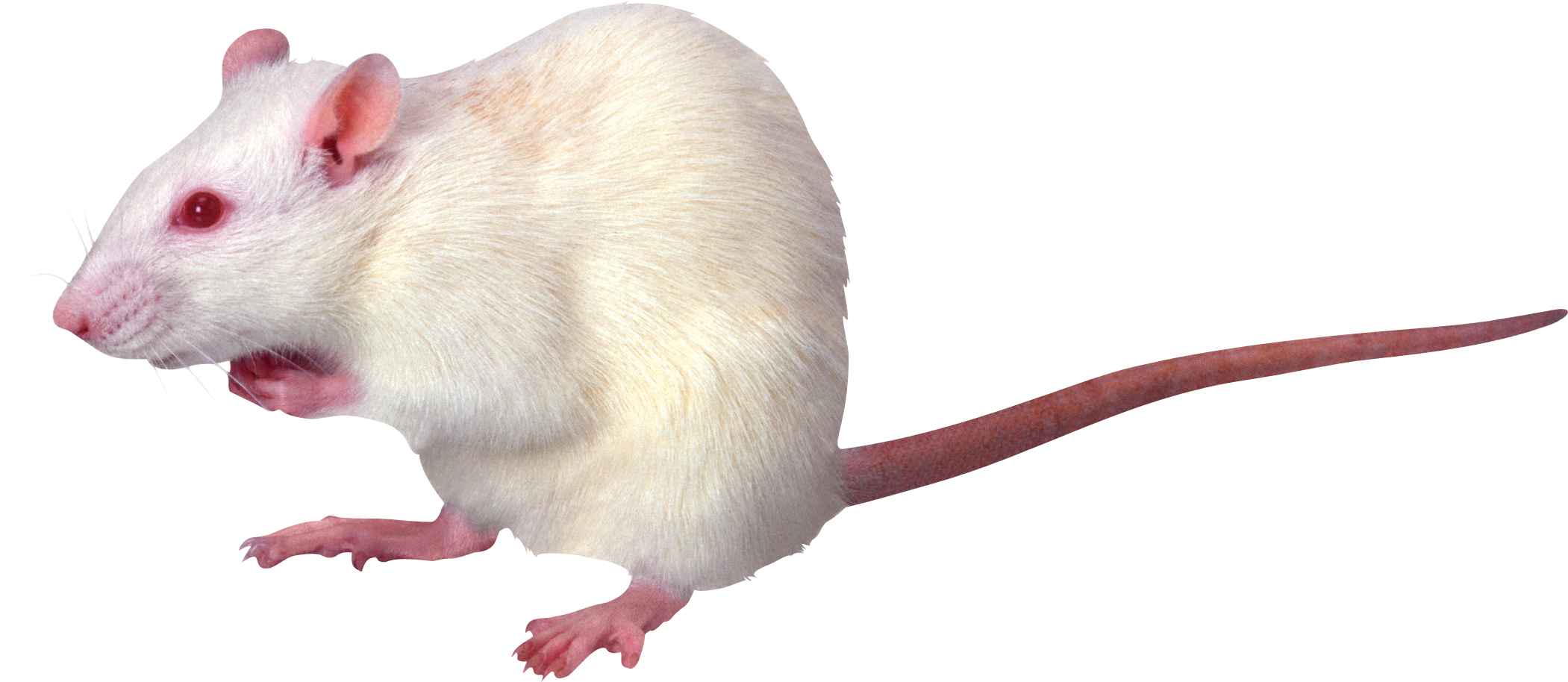 rat mouse png transparent rat mouse images pluspng #23071
