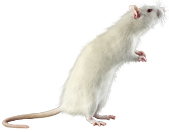 white mouse png clipart best web clipart #23122