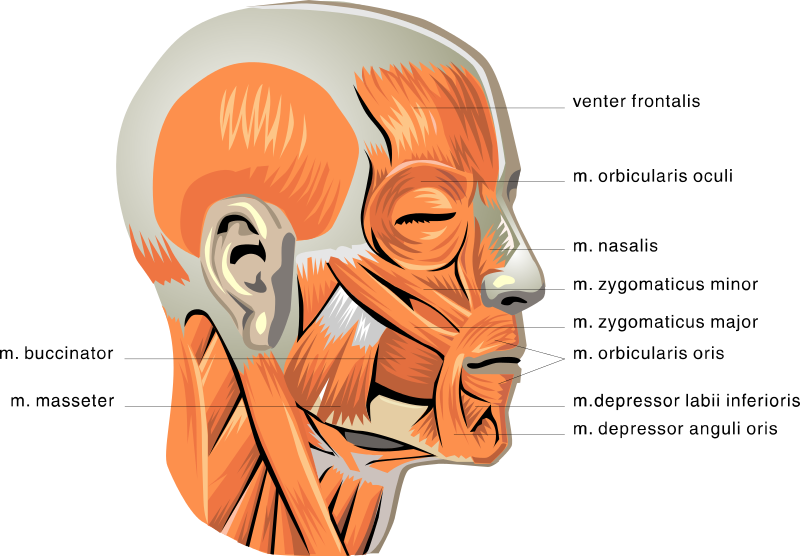 anatomy face muscles medical anatomy muscle anatomy face muscles html #29678