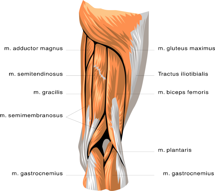 anatomy leg muscles medical anatomy muscle anatomy leg muscles html #29656