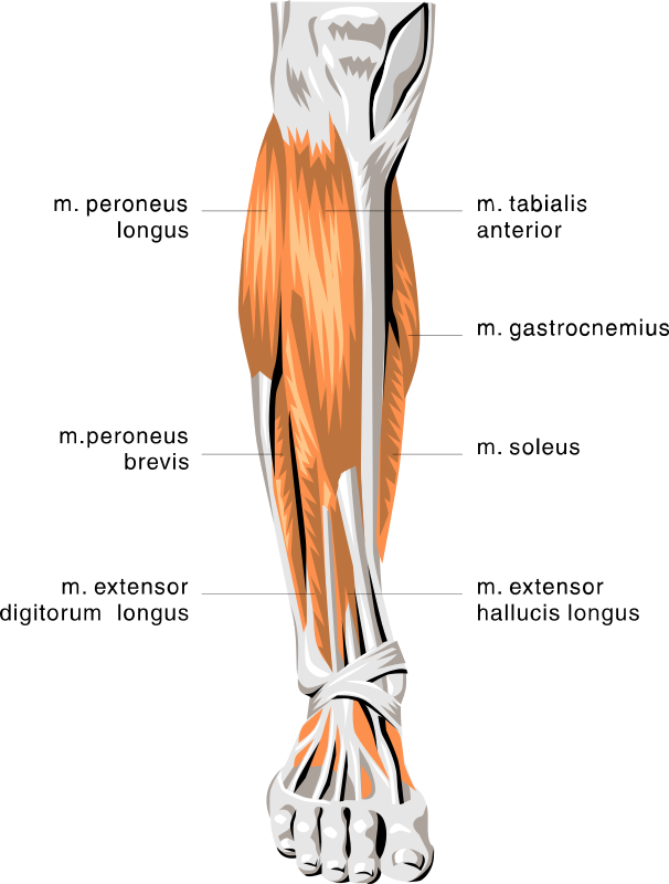 anatomy lower leg muscles medical anatomy muscle anatomy lower leg muscles html #29646