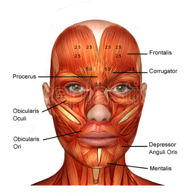 muscles, eyelid surgery anatomy the eyelid cosmetic surgery #29629