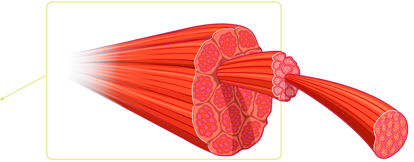 muscles, muscle fibres muscle fibre types find out #29631