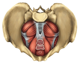 muscles, pelvic floor paradigm physical therapy #29606