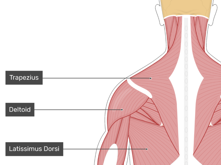 muscles, rectus capitis posterior minor muscle #29597