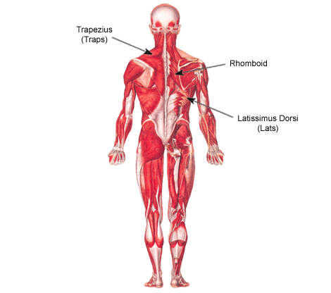 muscles, weight lifting back exercises for thicker muscular back and lats #29619