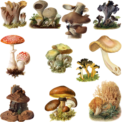 fungi mushroom chaseandlinda deviantart #9098
