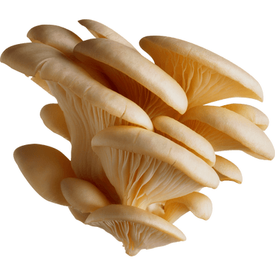group white mushrooms transparent #9101