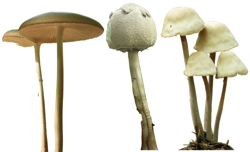mushroom gd08 deviantart #9078