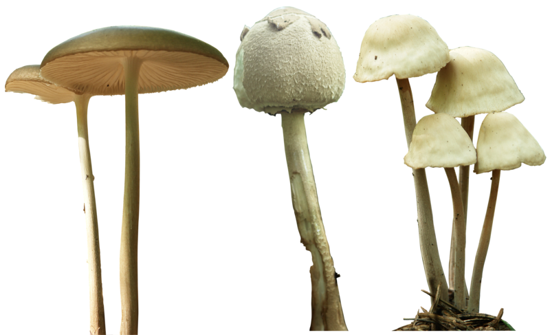 mushrooms transparent png #9078