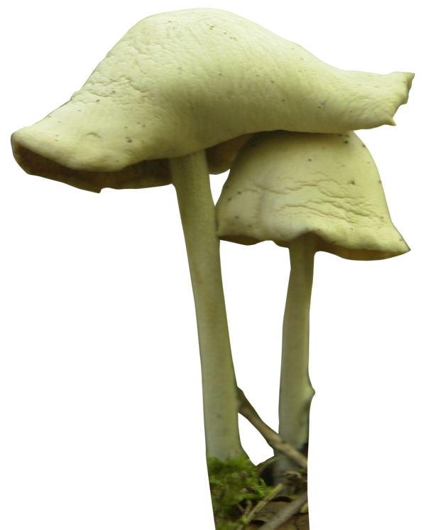 mushroom gd08 deviantart #9087