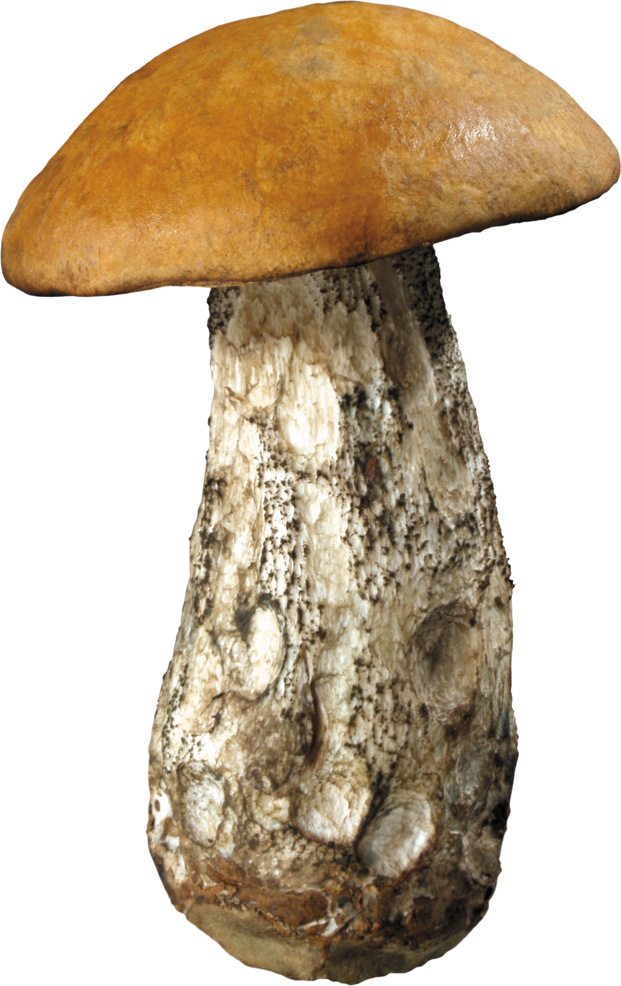 mushroom image #9093