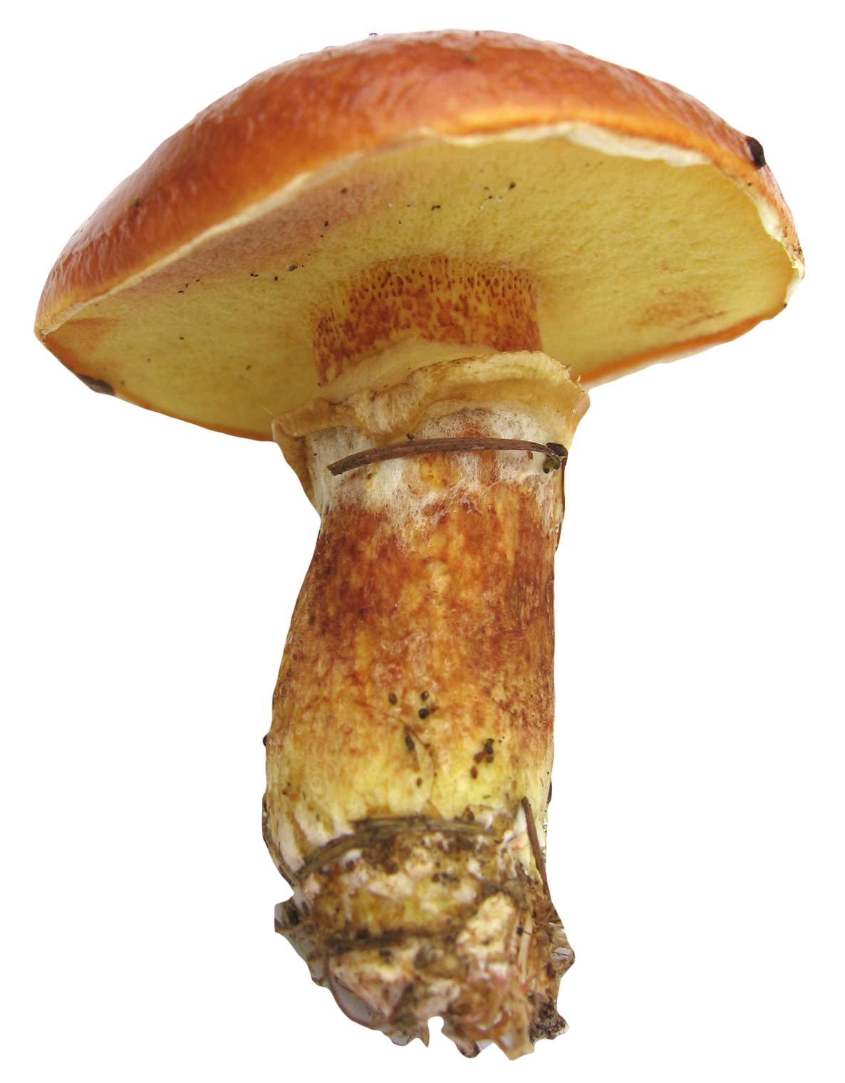 mushroom image pngpix #9072