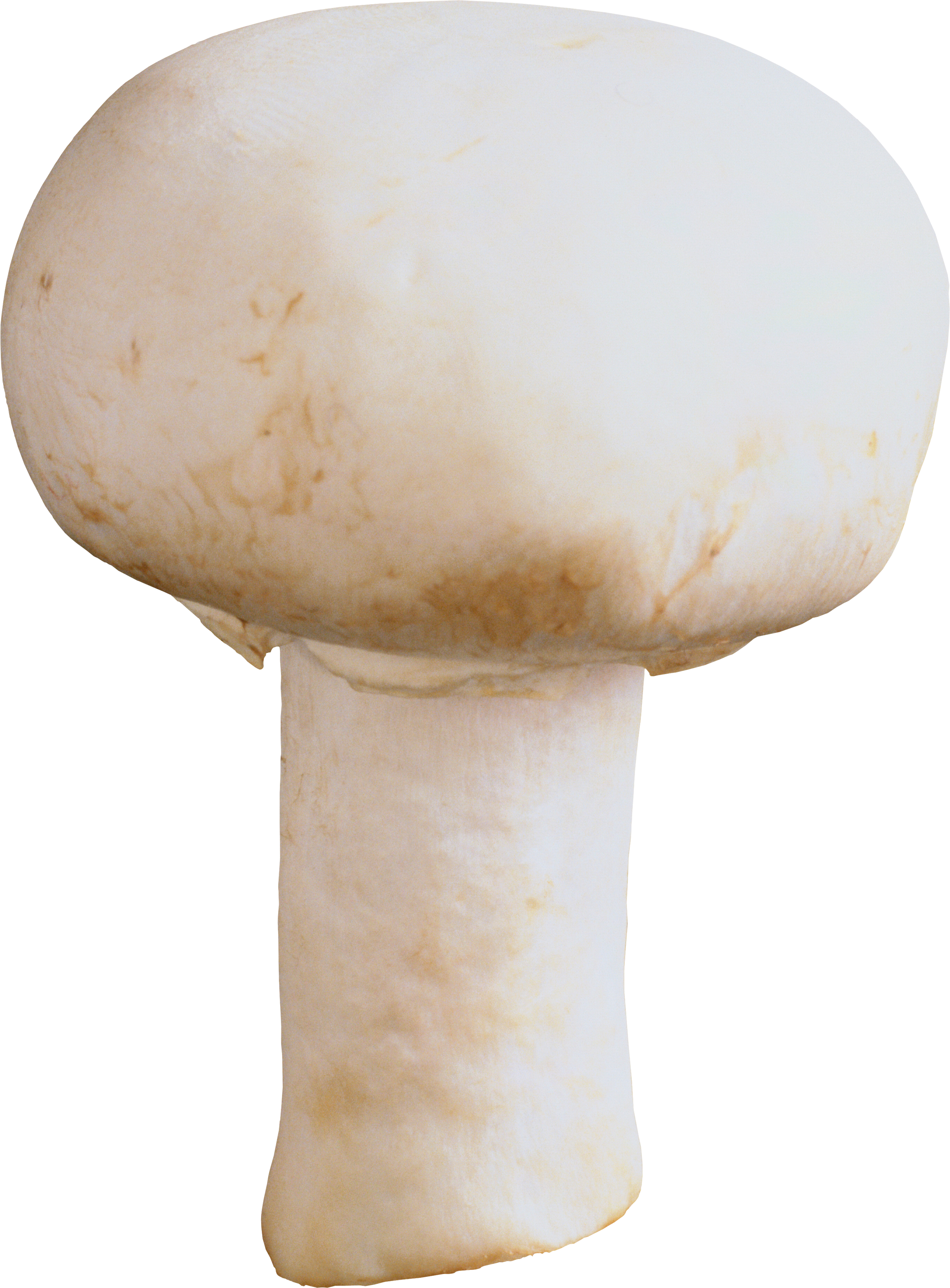 mushroom image white photo #9075