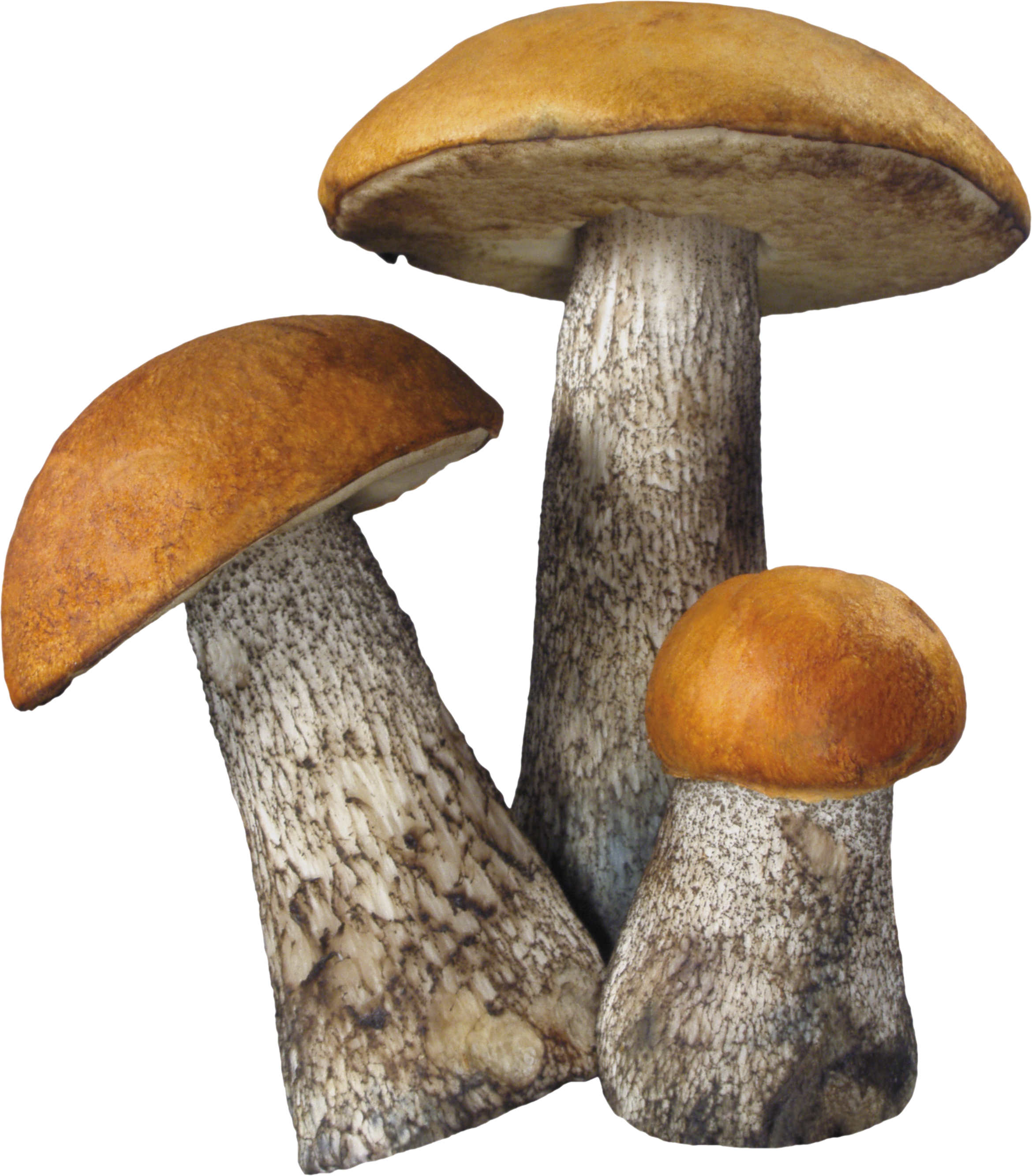 mushroom golden image #9068