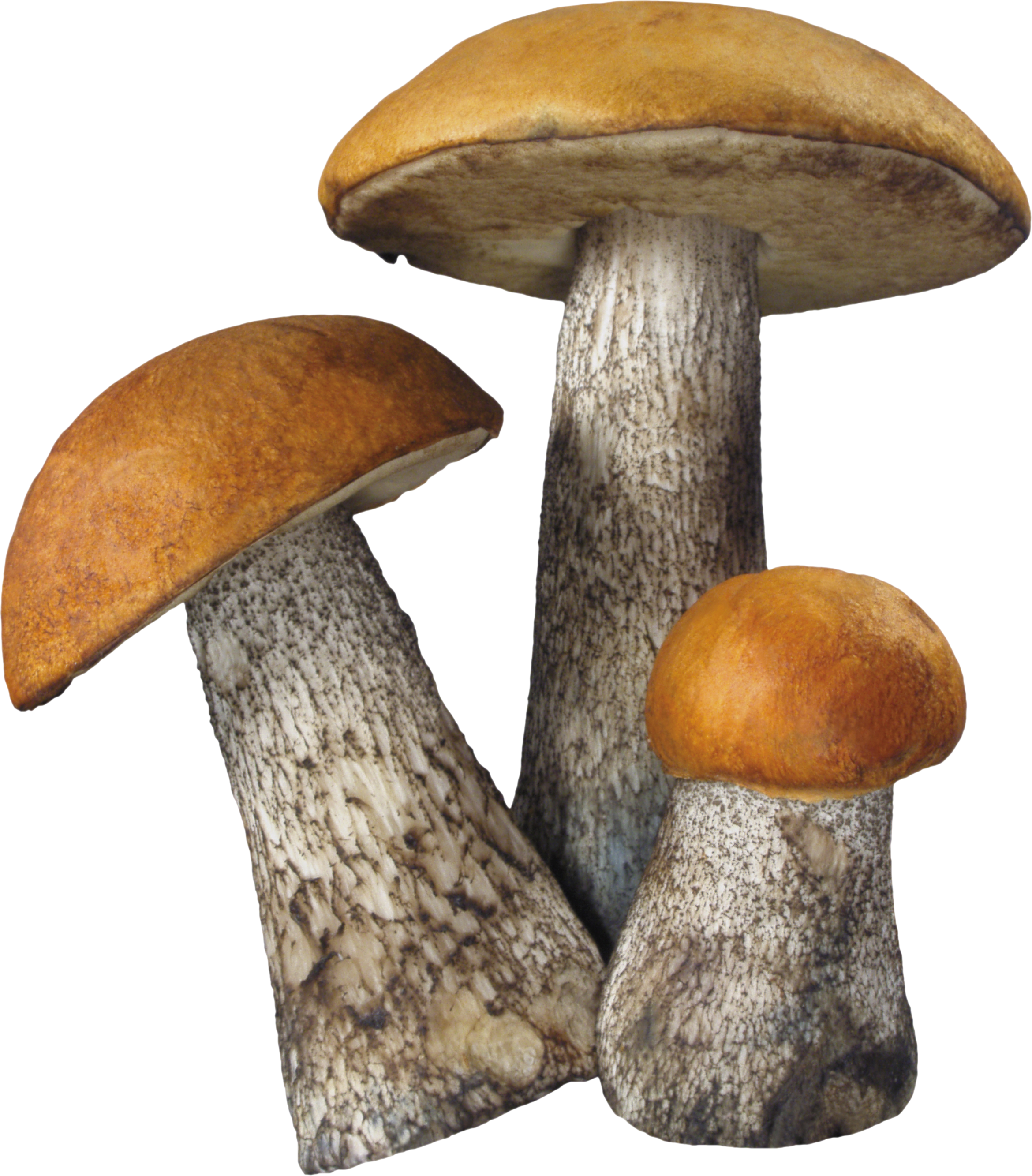 Mushroom Free PNG Images