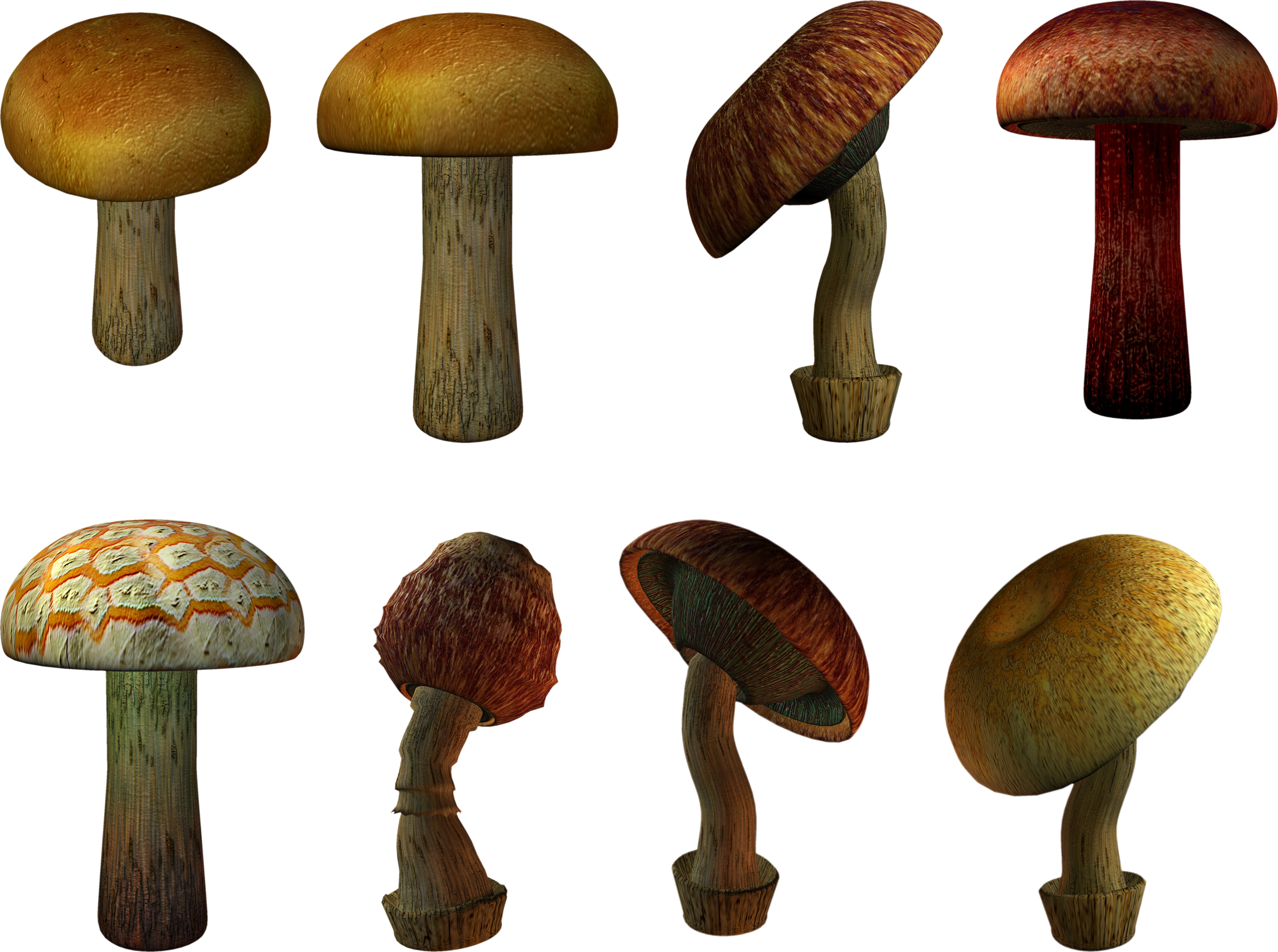 mushroom types transparent background #9079