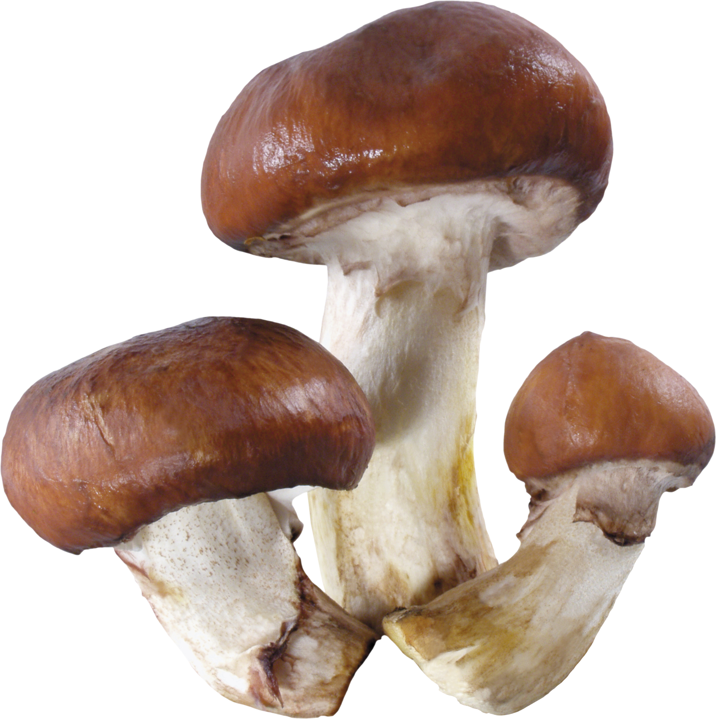 mushroom brown group image png #9069