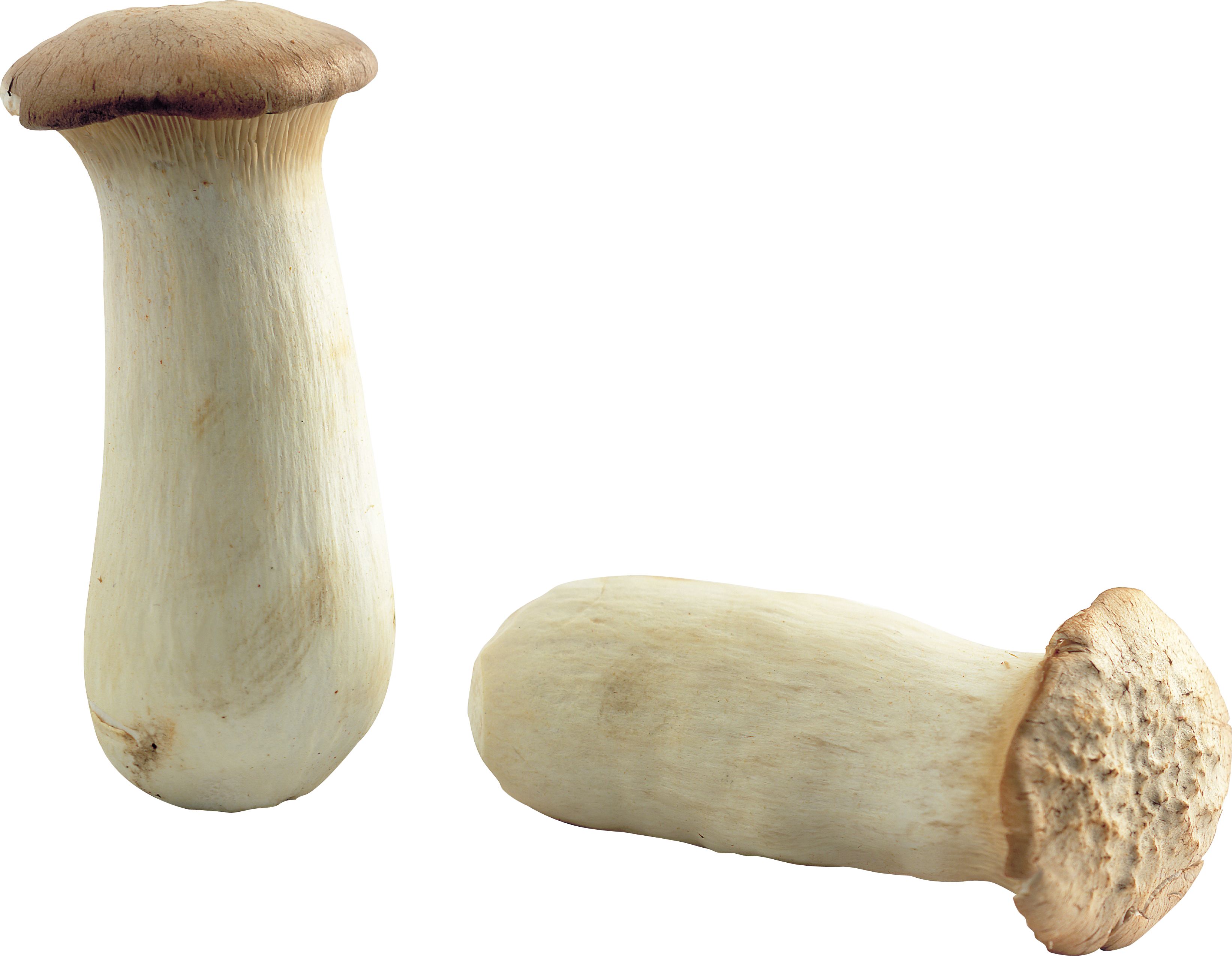 two mushroom white image transparent #9088