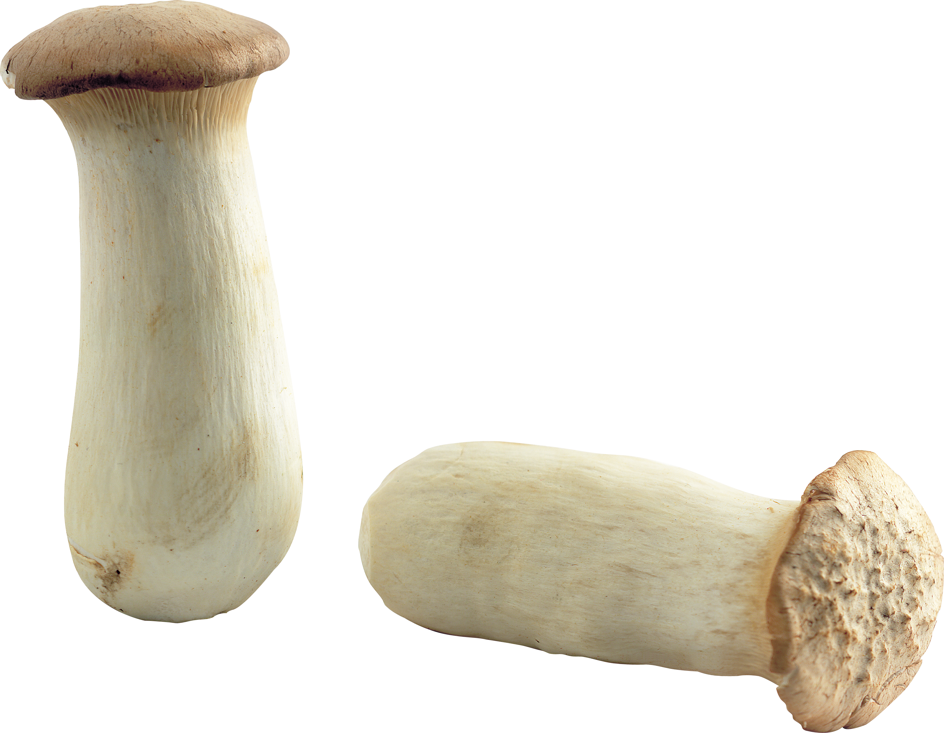 Mushroom Free PNG Images