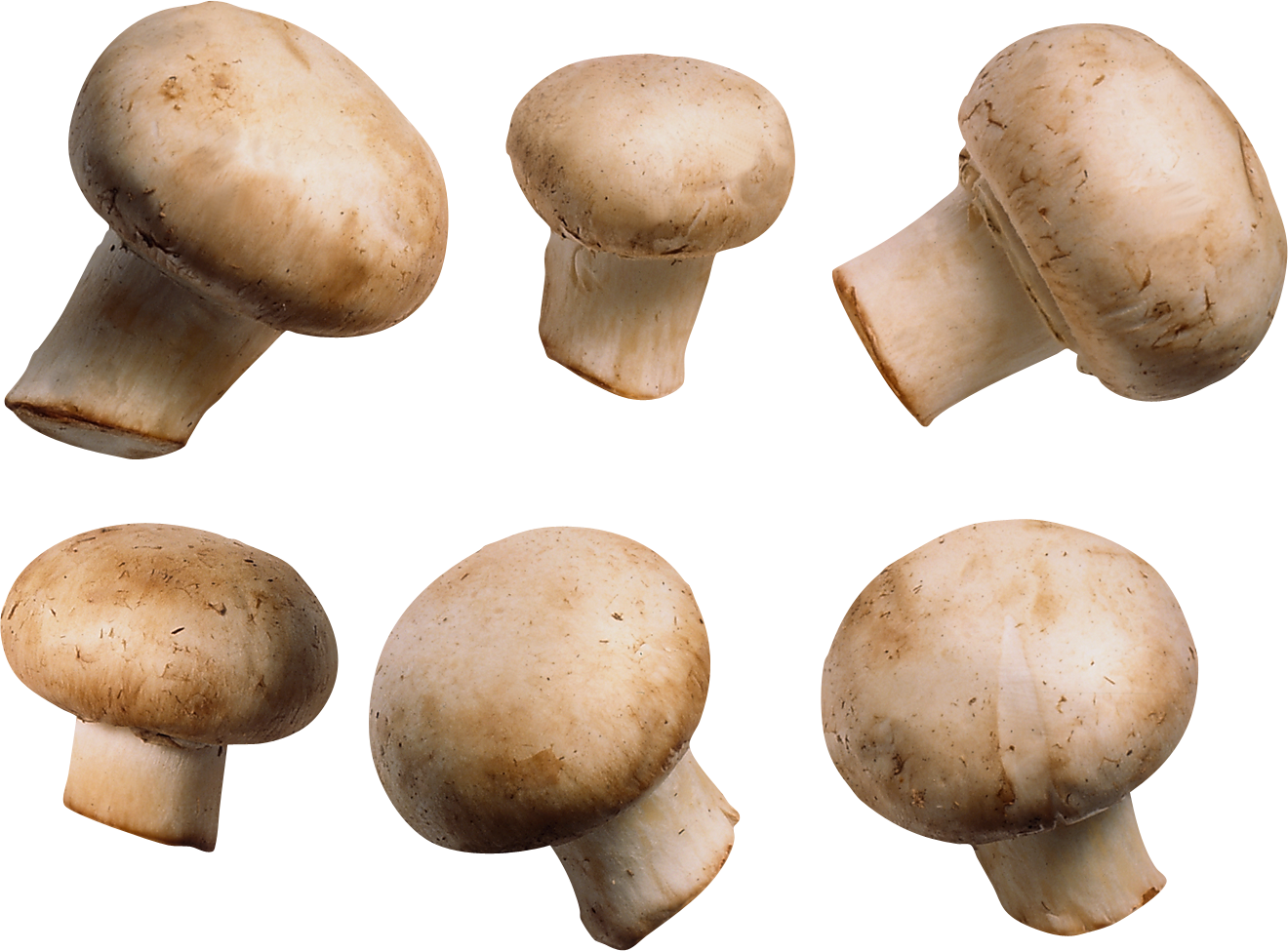 mushroom images mushroom pictures #9094