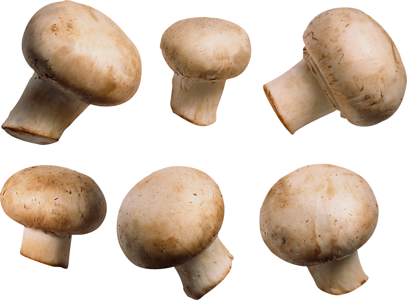 edible white mushroom free png #9094