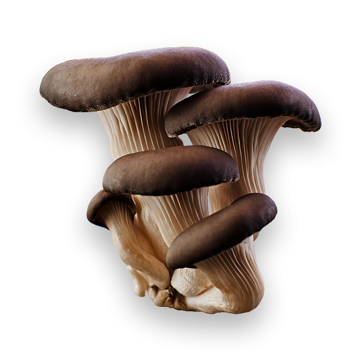 mushroom pictures png mushroom image #9070