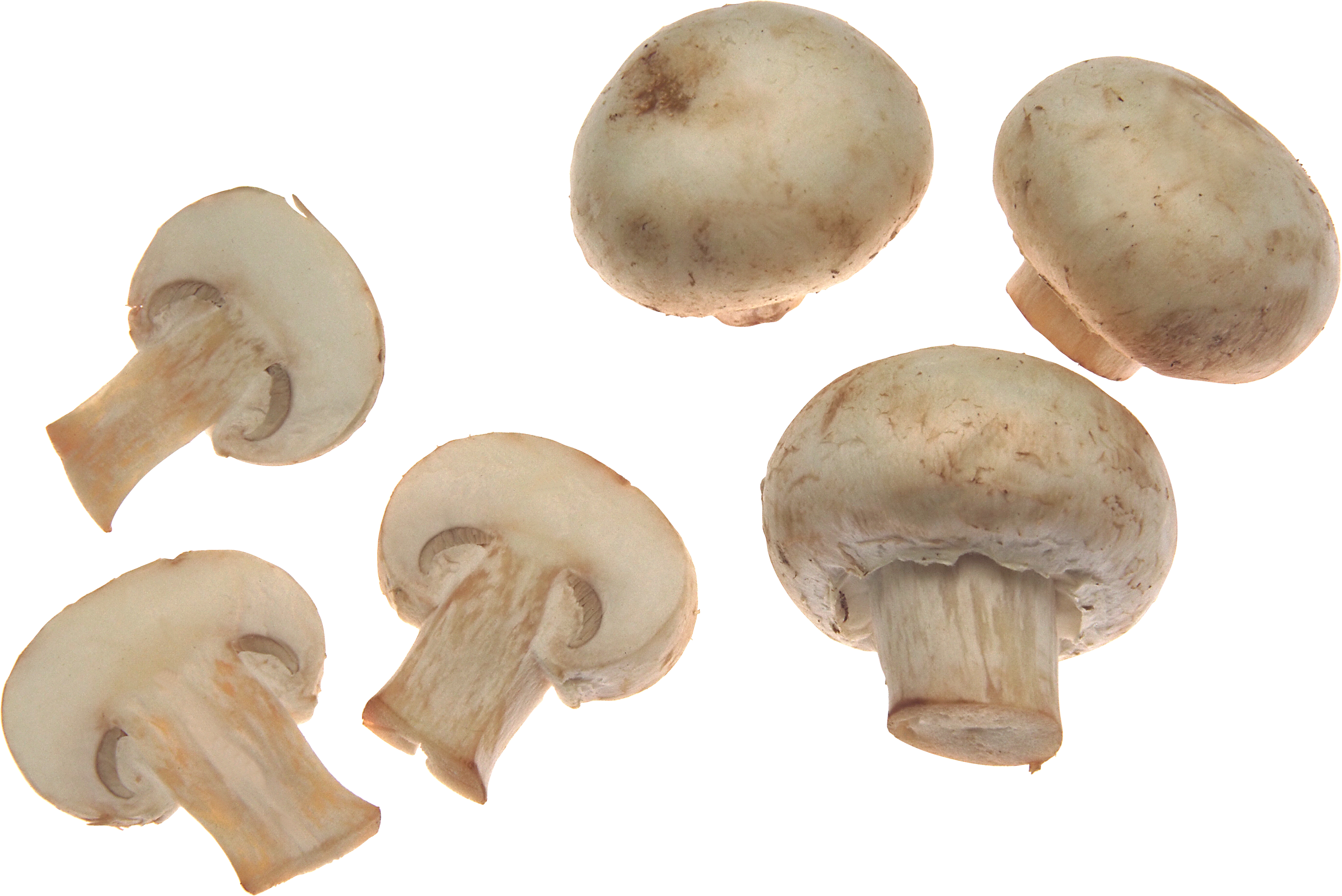 white mushroom transparent picture #9074
