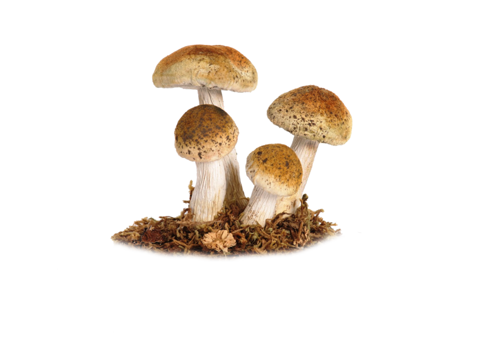mushroom moonglowlilly deviantart #9077
