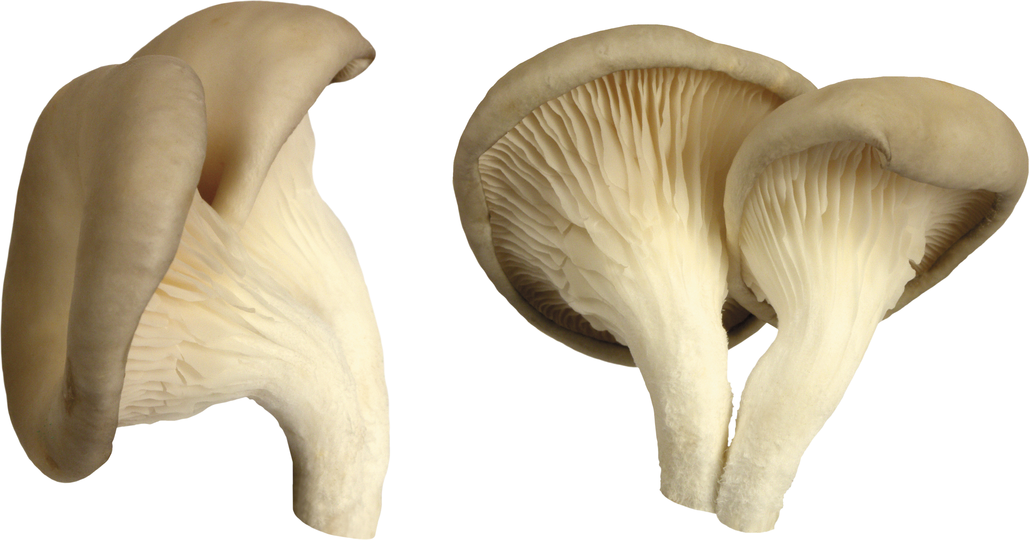 mushroom pictures png #9100