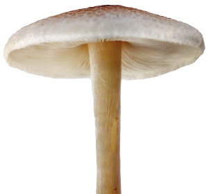 mushroom transparent pictures icons #9083