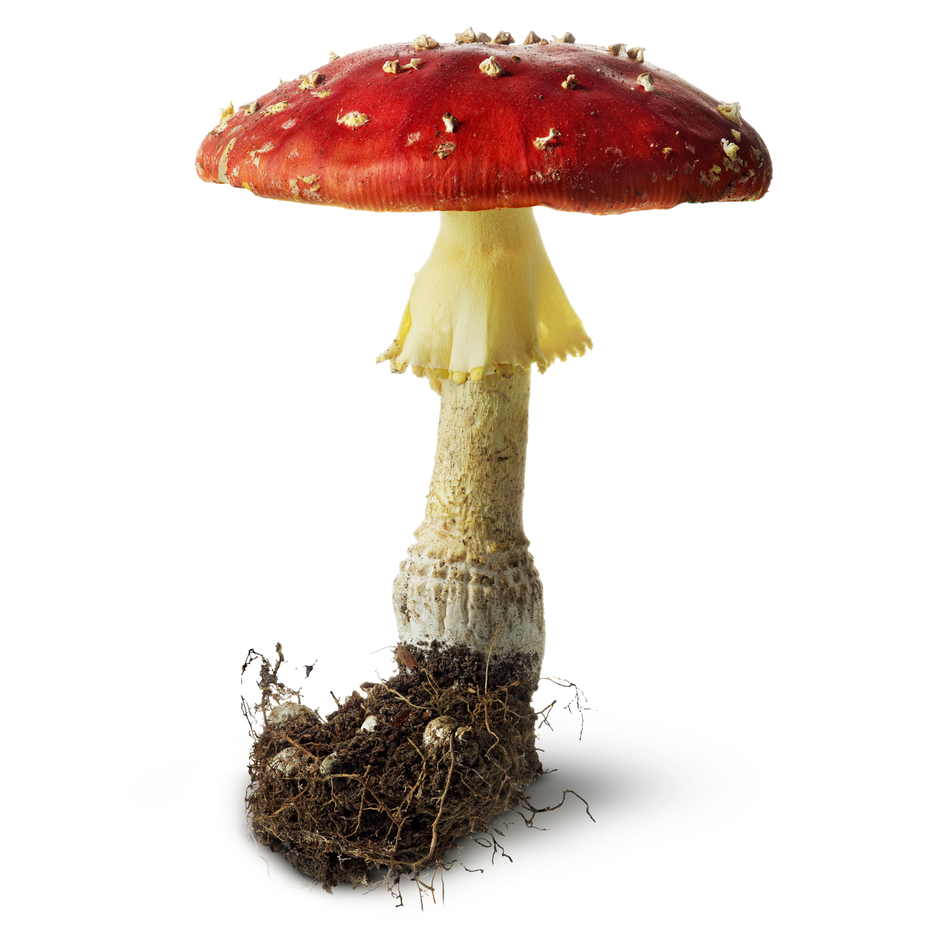 mushrooms toadstools mushroom fungus find #9080